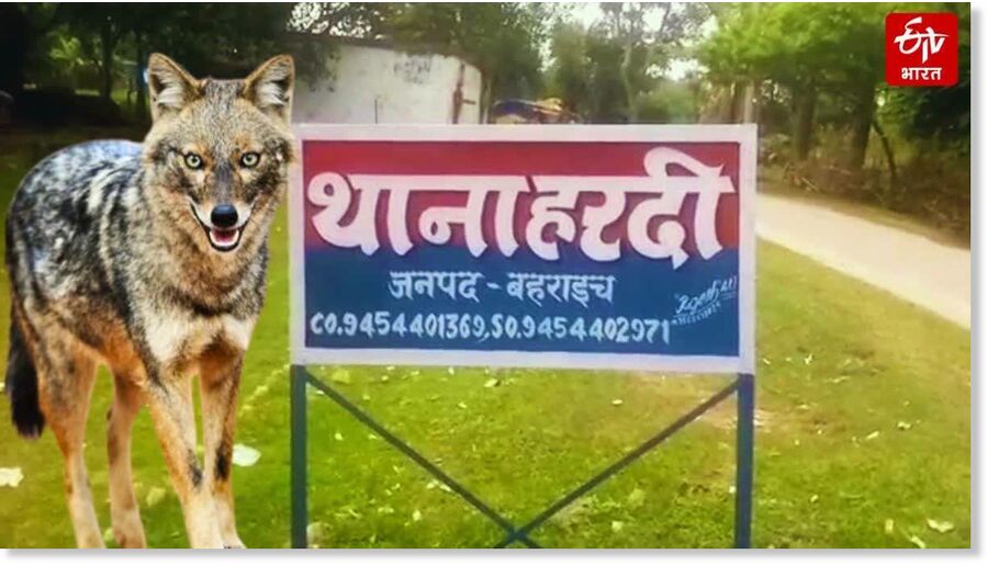 An eight-year-old boy in Bahraich’s Hardi area died after being attacked and dragged by a wolf, sparking fresh panic in the Mahsi region.