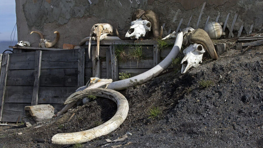 Mammoth bones