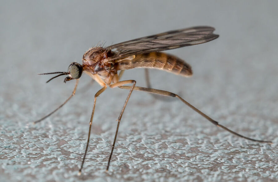 aedes aegypti