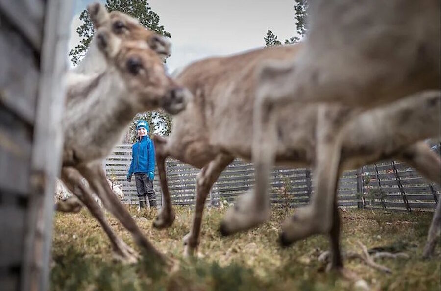Clic para aumentar sami children arctic reindeer