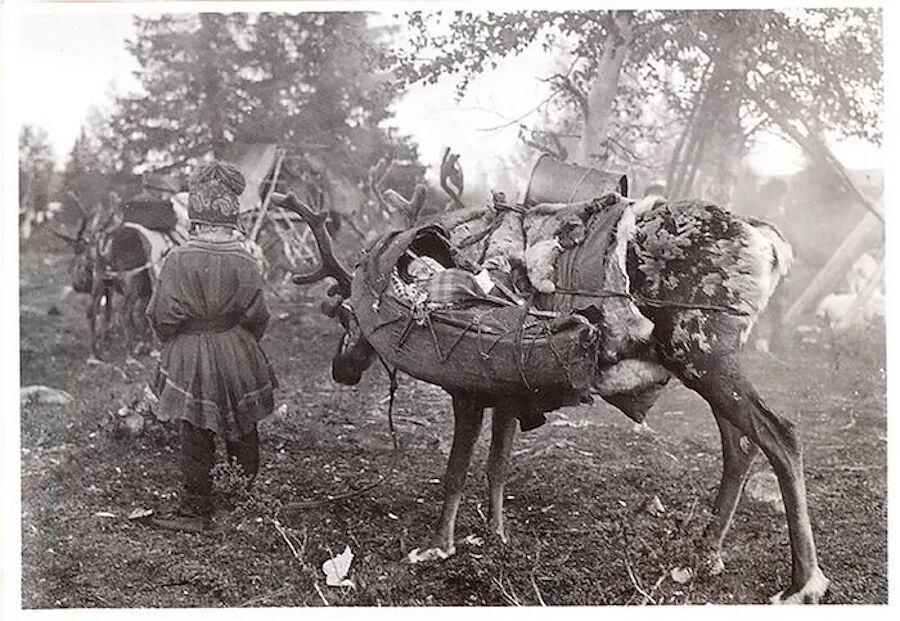 Clic para aumentar sami reindeer herders traditional dress