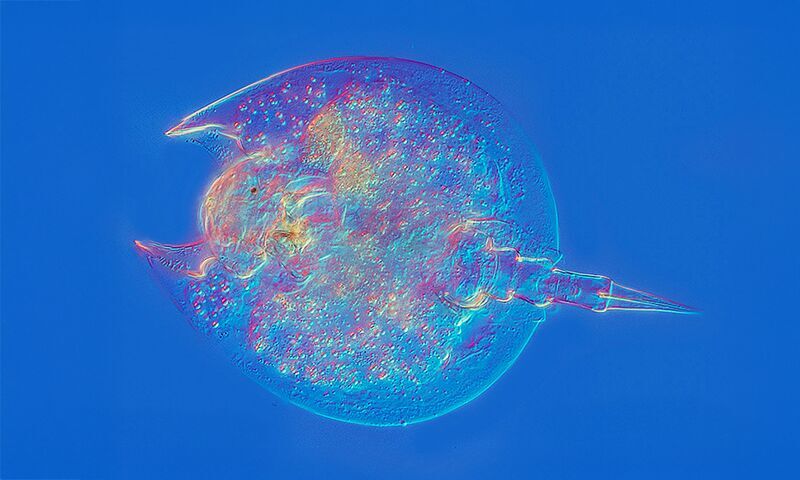 rotofir microscopic animal