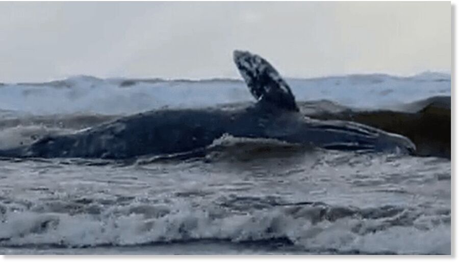 Dead whale found on beach near Cape