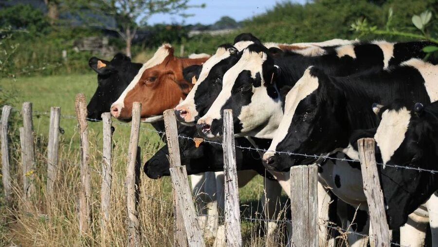 cattle mutilation