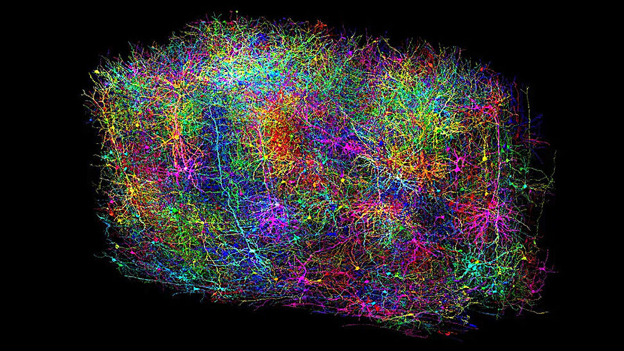 Clic para aumentar brain cells