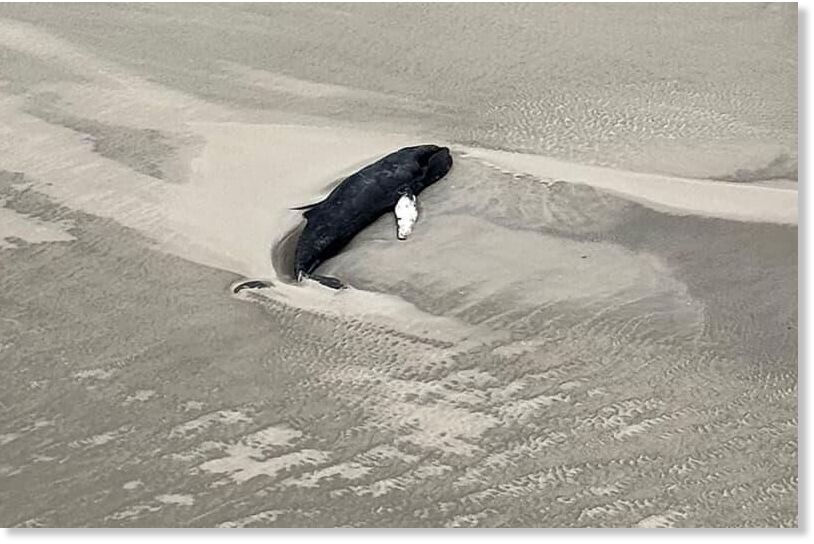 Ab aerial photograph taken from a helicopter shows a black whale lying in the sand on the small, uninhabited Wadden Sea island of Minsener Oog. Another dead whale has been found stranded on a German island in the North Se