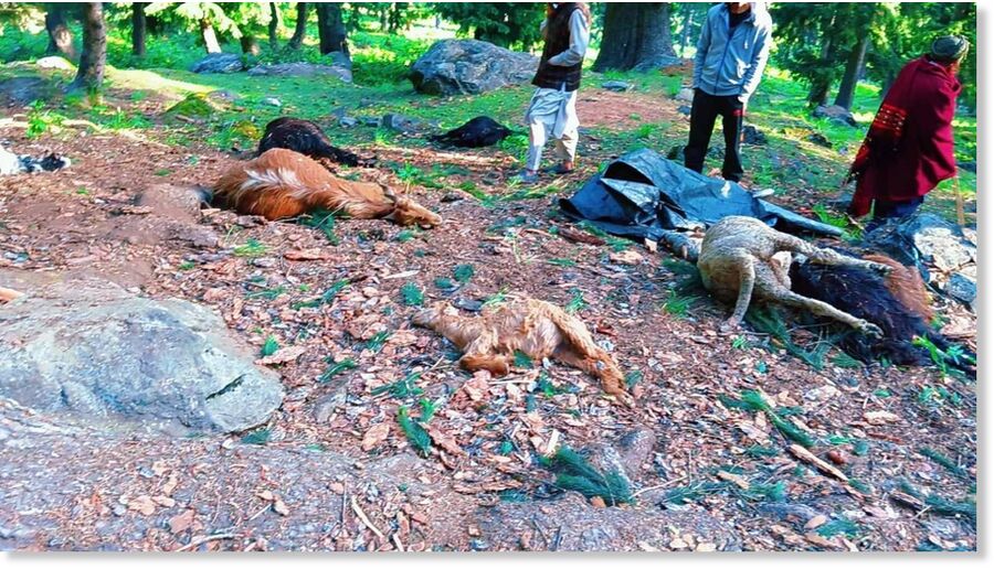 Lightning strike kills over 40 livestock in Kangan