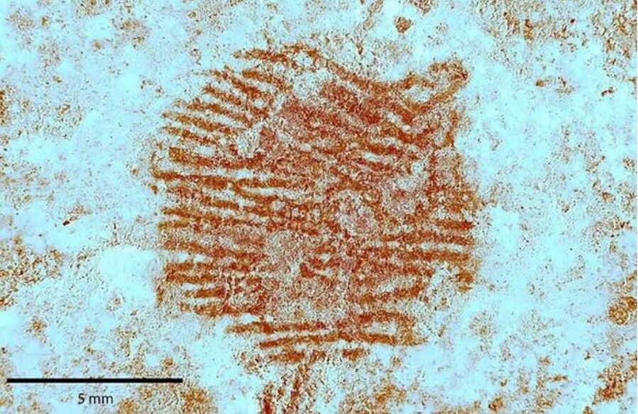 neanderthal fingerprint stone art face