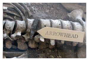 Clic para aumentar Skeleton with spear head lodged in spine
