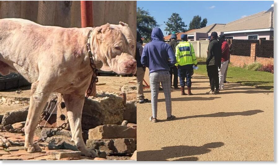Harare man killed by neighbour’s pitbull