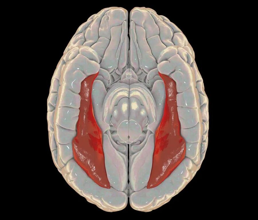 Clic para aumentar brain model fusiform gyrus visual pattern recognition