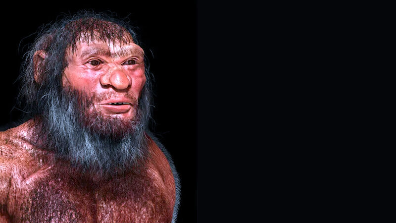 Homo iongi