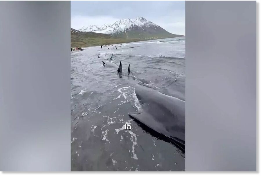 Some of the animals