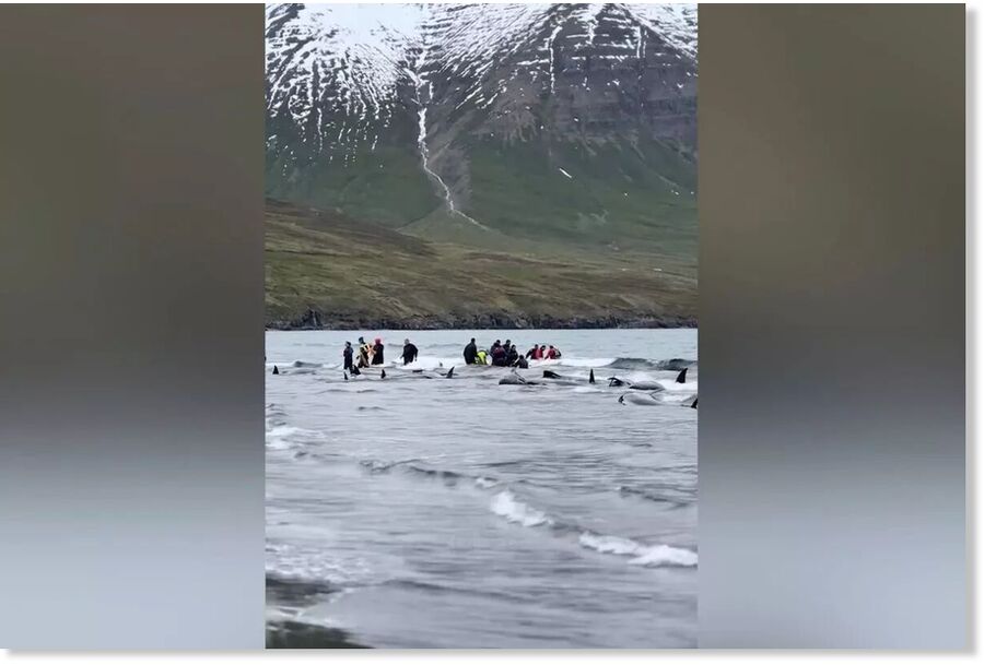 A huge rescue operation was launched