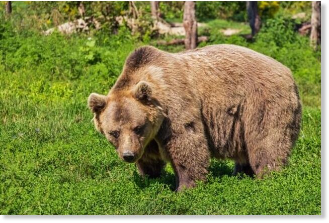 oso ataque