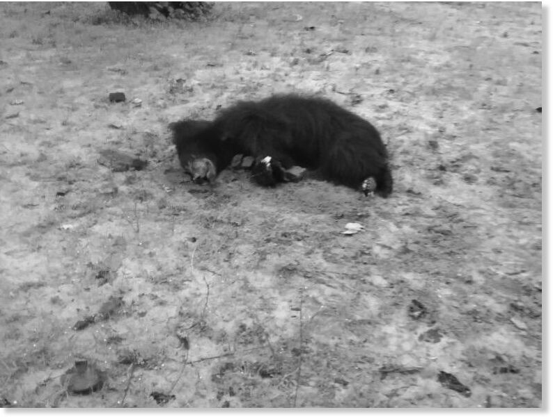 Villagers beat the bear to death.