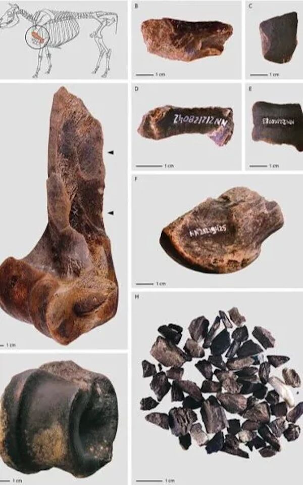 Clic para aumentar fat neanderthals