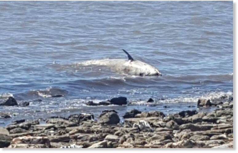 Although unusual, it was not the first time a dead whale turned up dead in Vicente López