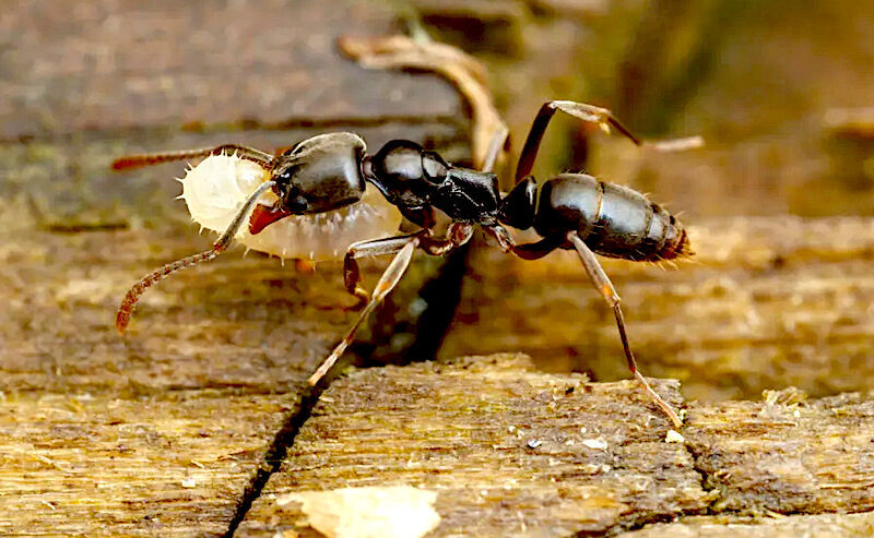 Asian needle ants