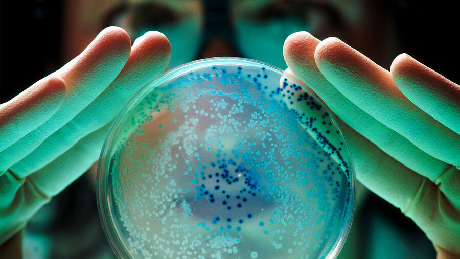 bacteria