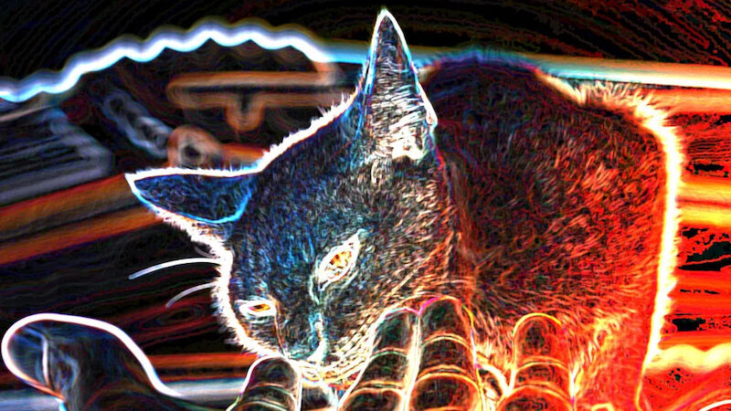 digitally enhanced cat