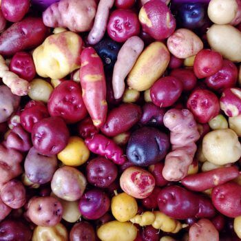 Clic para aumentar andean potatoes south america