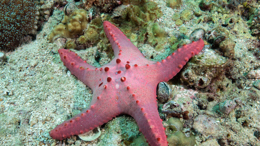 Starfish