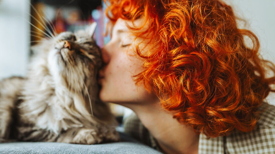 Cat gato