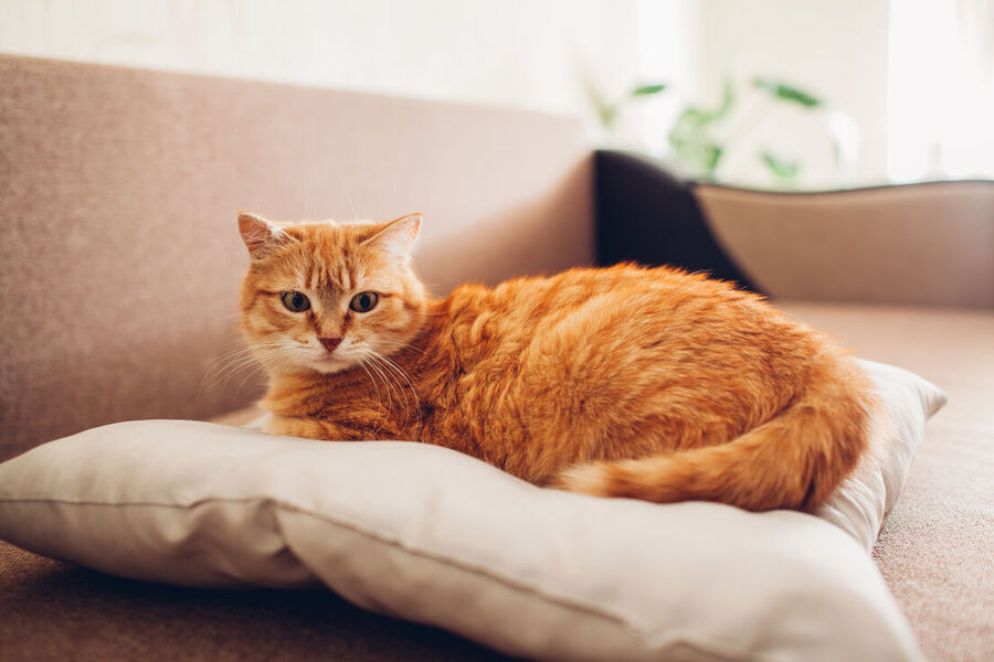 cat gato