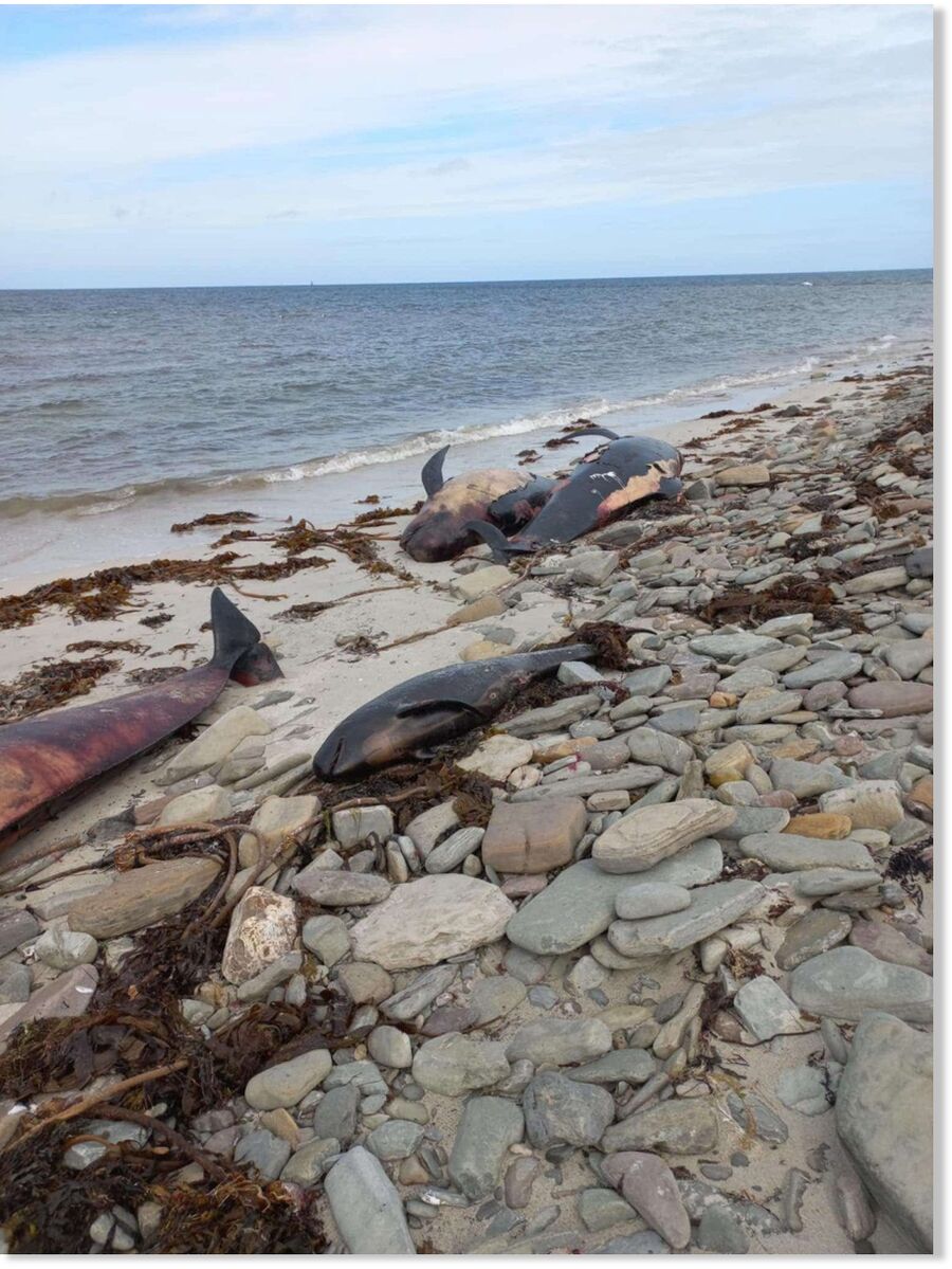 The heartbreaking scene at Roo Beach after the discovery of 23 pilot whales.