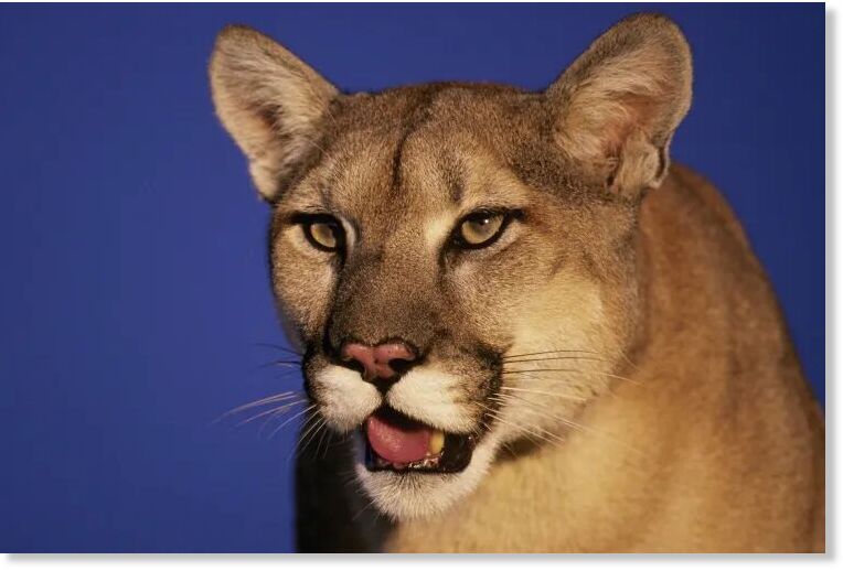 Mountain lion (stock image).