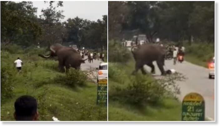 The tourist survived the attack with injuries.