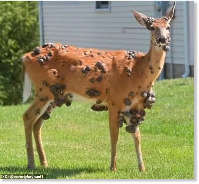 Deer warts are spread by a virus which is transmitted through mosquito and tick bites