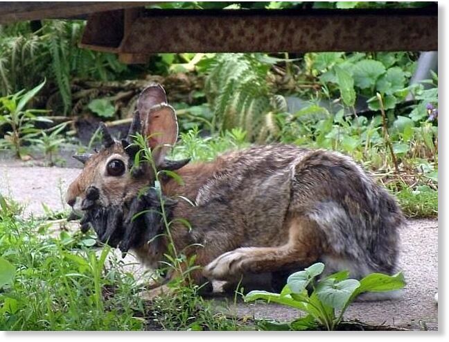 A video of a rabbit with Shope papilloma virus (pictured here) captivated viewers online