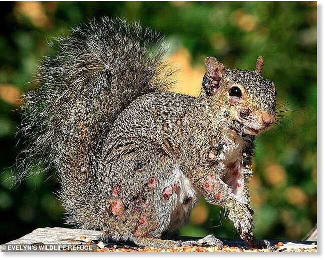 Squirrel fibromatosis is caused by a virus that cannot be transmitted to people or other animals