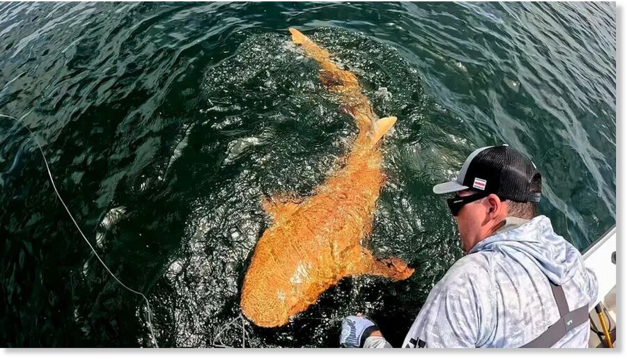 The rare pigmentation condition has never been seen in cartilaginous fish, a group that includes sharks, rays, and skates, in the Caribbean before