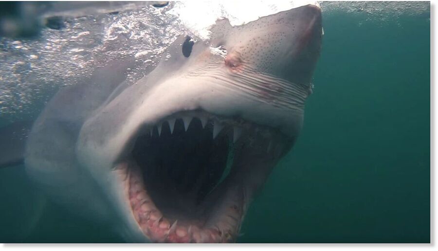 shark