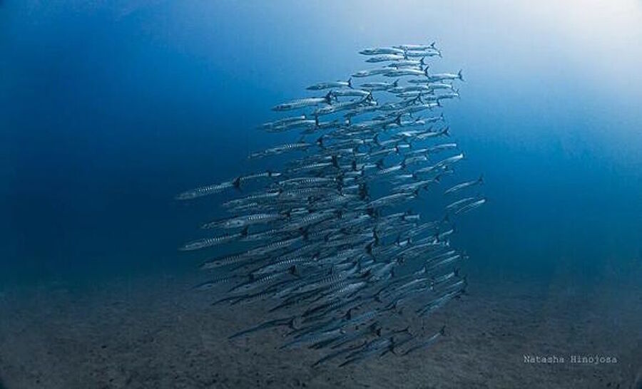 gulf of panama fish school