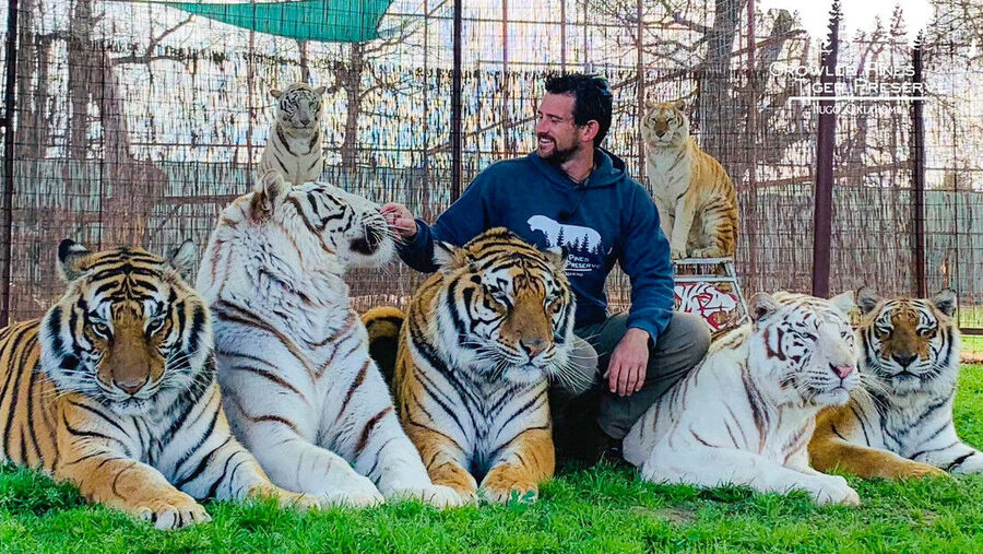 Easeley tiger