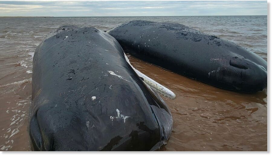 Two large sperm whales have been confirmed dead after being stranded on P.E.I.'s North Shore,