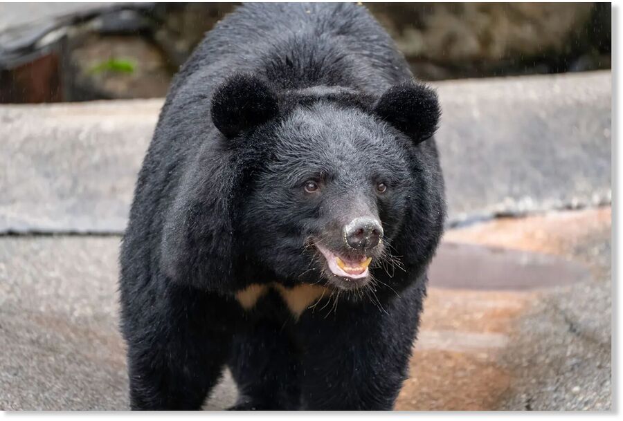 Asian black bear