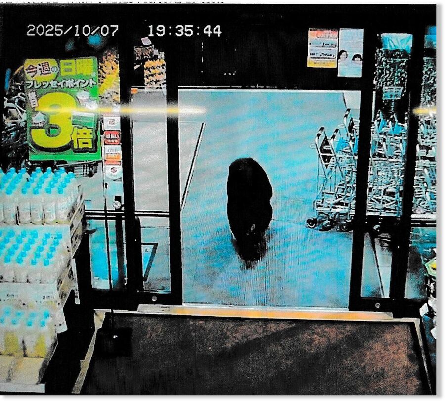 CCTV camera footage of a bear walking inside a supermarket in Numata, Gunma prefecture.