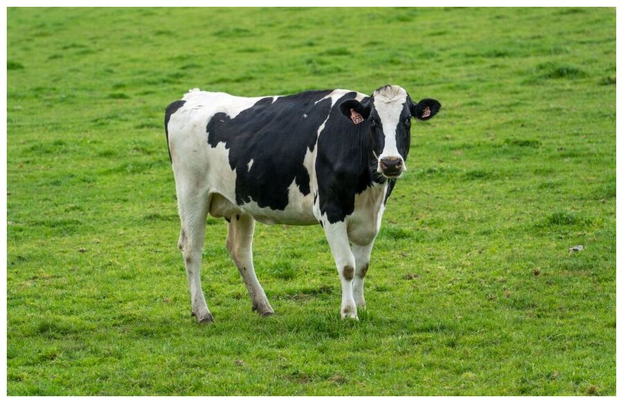 Cow vaca