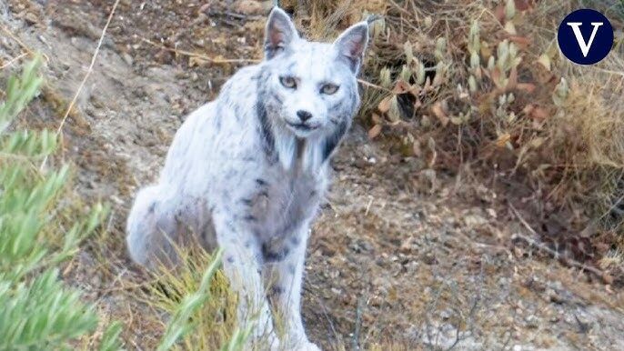 lince blanco