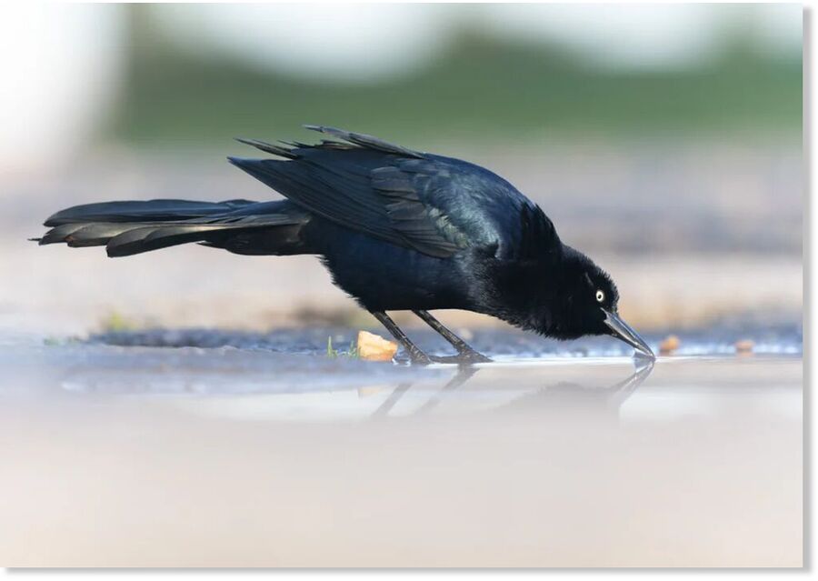 Boat-tailed Grackle, Calshot, Hampshire