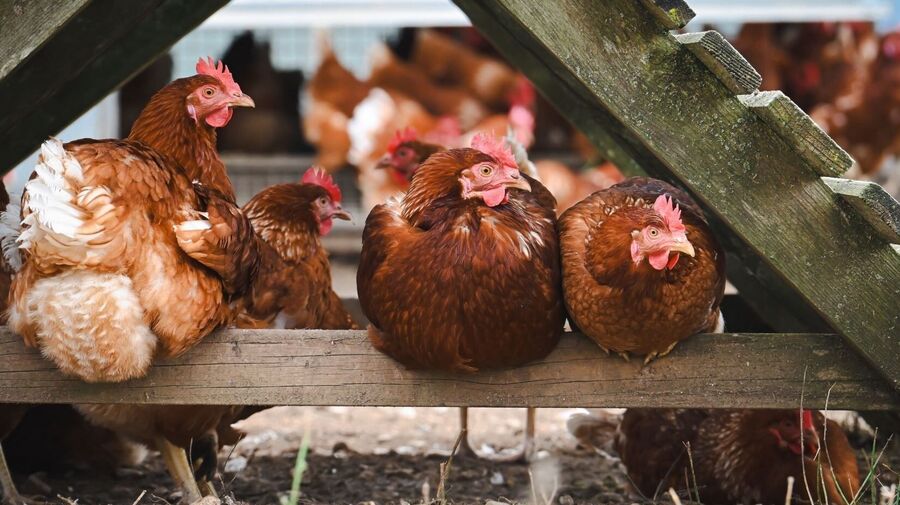 aves de corral