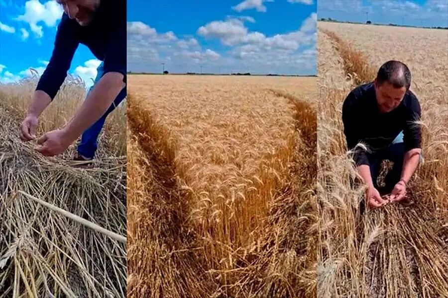 Clic para aumentar crop circle doodle argentina