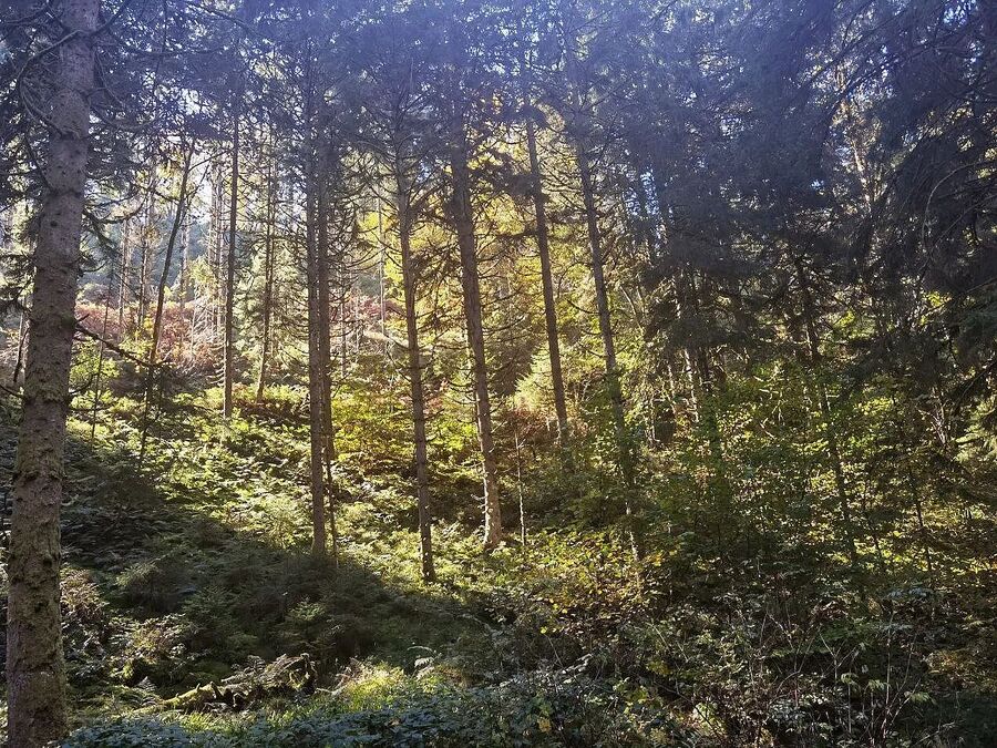 forest scene