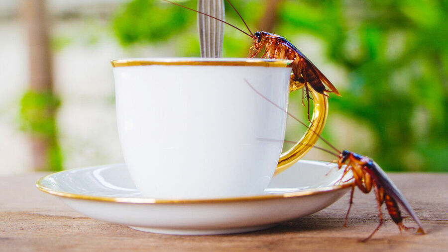 Roaches