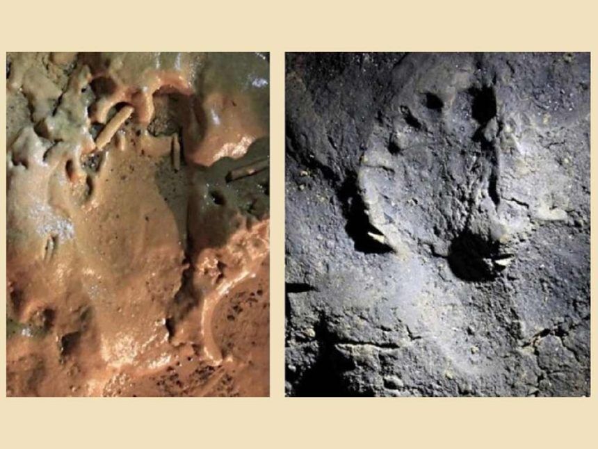 Dog print